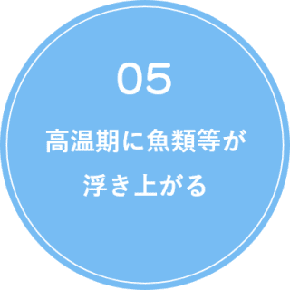 高温期に魚類等が浮き上がる